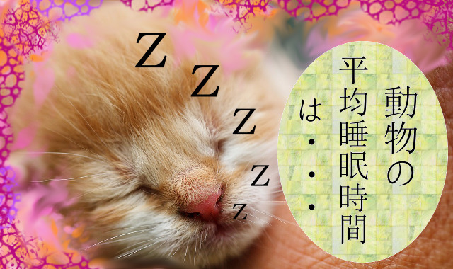 動物の平均睡眠時間 1