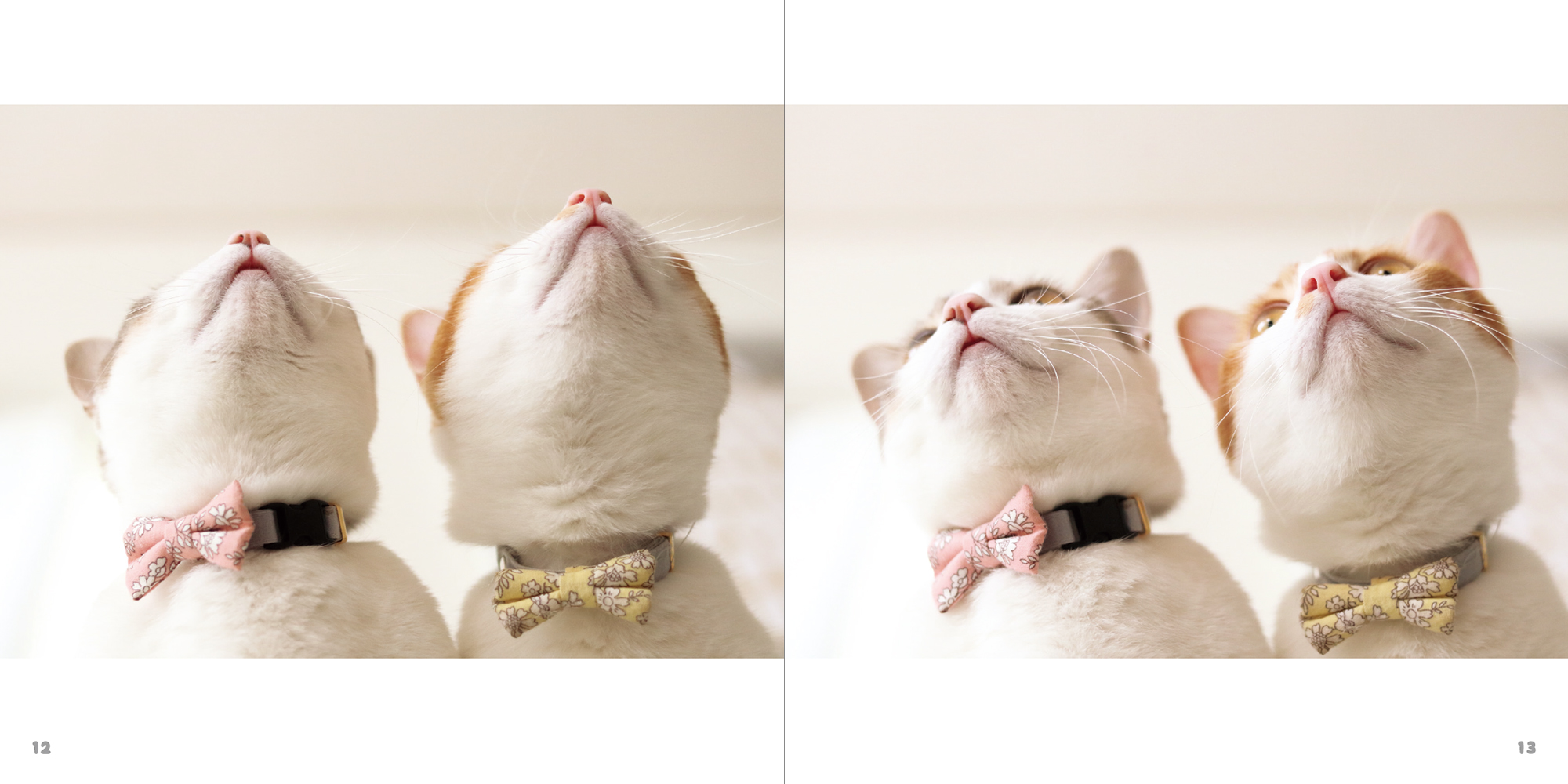 こんなに可愛いって知ってた 猫の口元 写真集を紹介 ねこのおくち 絵本ラボ