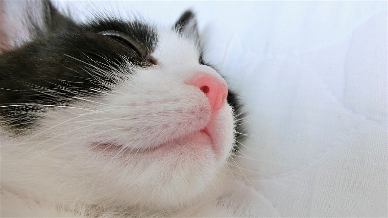 こんなに可愛いって知ってた 猫の口元 写真集を紹介 ねこのおくち 絵本ラボ